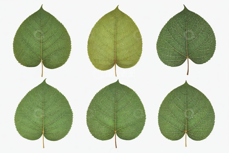 高清大图下载【趣麦麦图】六片绿色植物叶片特写