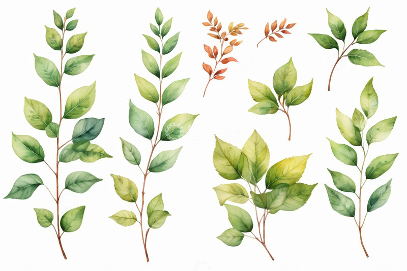 高清大图下载【趣麦麦图】水彩风格绿色植物枝叶素材