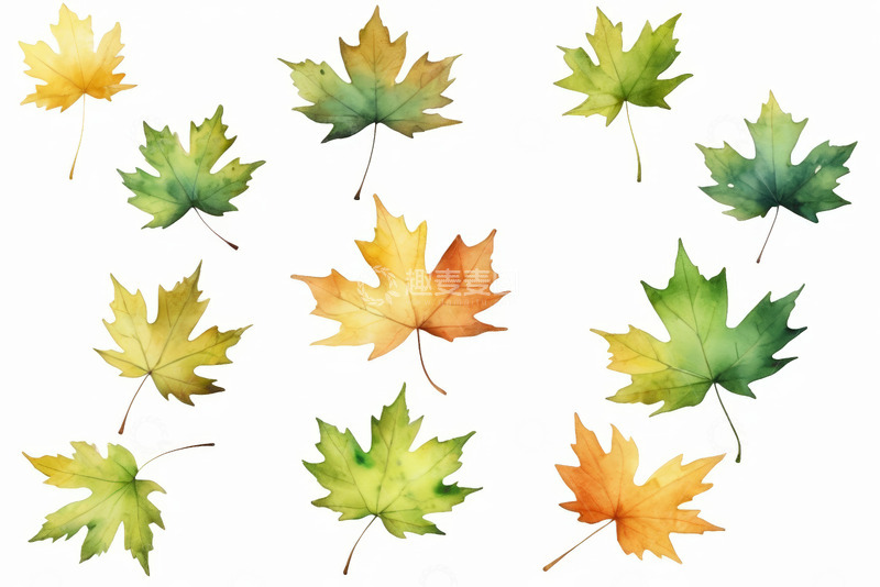 高清大图下载【趣麦麦图】水彩风格多彩枫叶素材