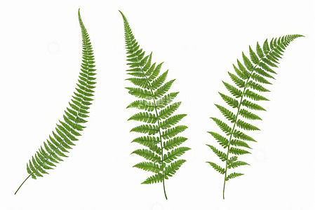 三片绿色蕨类植物叶子