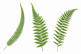 三片绿色蕨类植物叶子