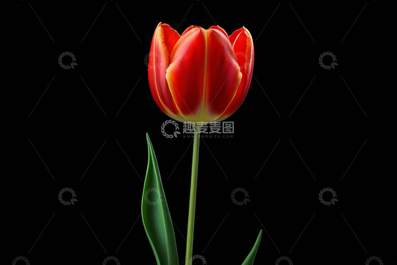 高清大图下载【趣麦麦图】红色郁金香特写