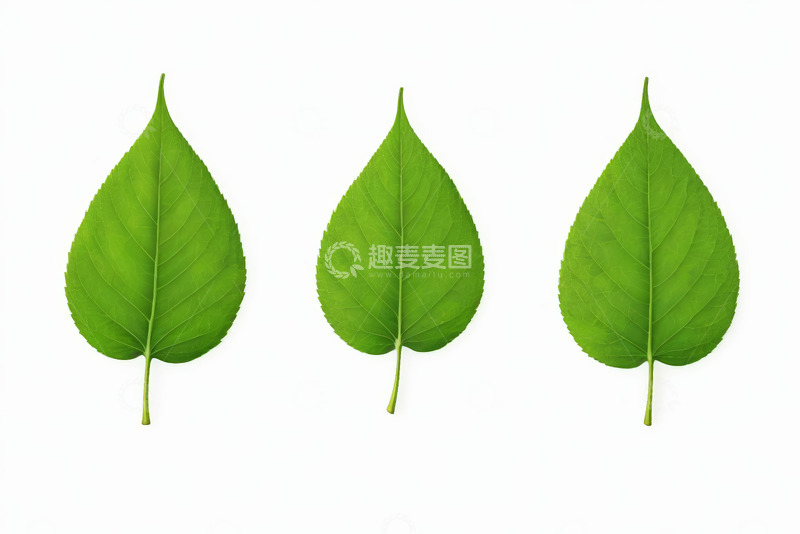 高清大图下载【趣麦麦图】三片绿色植物叶片特写