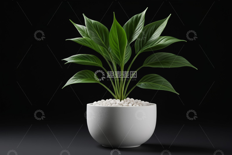 高清大图下载【趣麦麦图】-白色花盆中的绿植盆栽