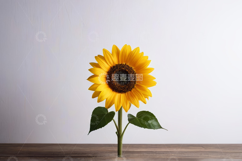 高清大图下载【趣麦麦图】木桌上的单支向日葵