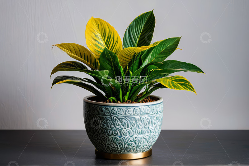 高清大图下载【趣麦麦图】盆栽绿植特写