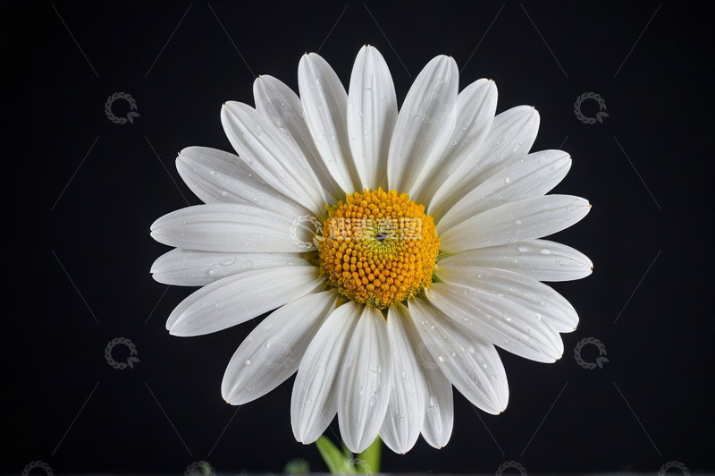 高清大图下载【趣麦麦图】微距特写白色雏菊带水珠
