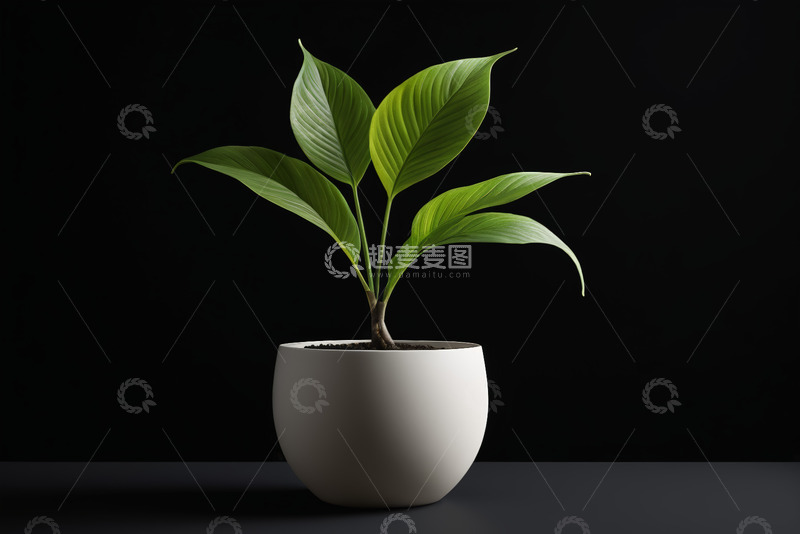 高清大图下载【趣麦麦图】白色花盆中的绿色植物