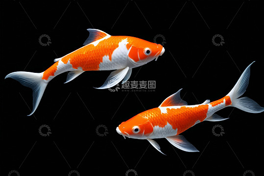 两条橙白相间锦鲤