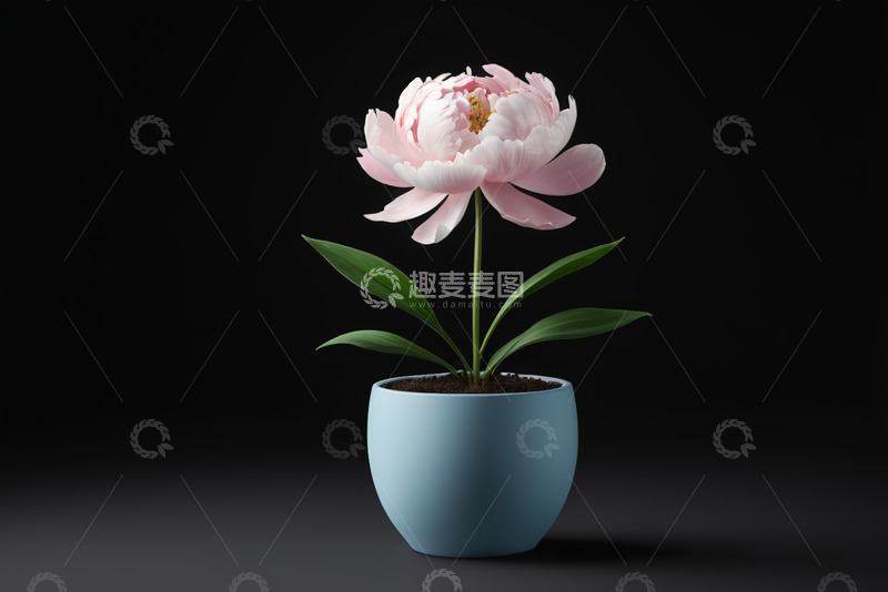 高清大图下载【趣麦麦图】盆栽粉色牡丹花特写