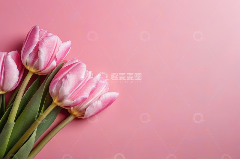 高清大图下载【趣麦麦图】粉色背景上的粉色郁金香花束