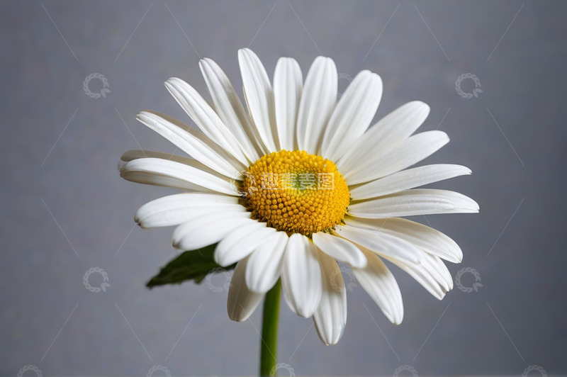 高清大图下载【趣麦麦图】白色雏菊微距特写