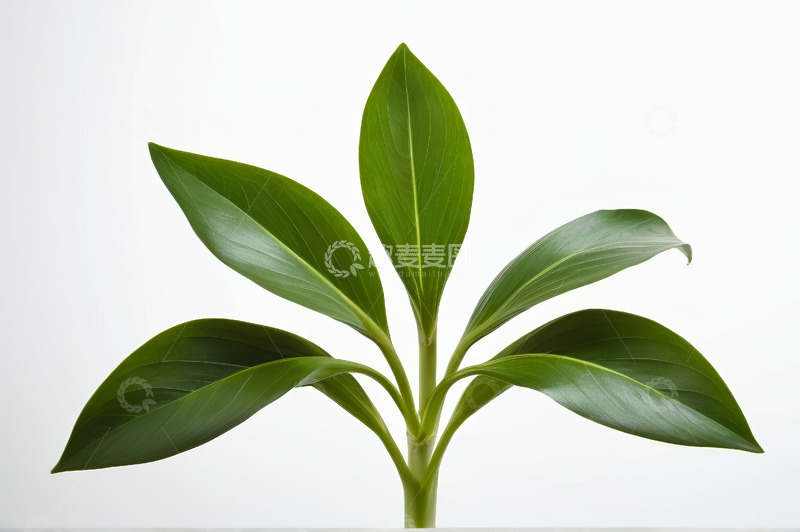 高清大图下载【趣麦麦图】绿叶植物特写