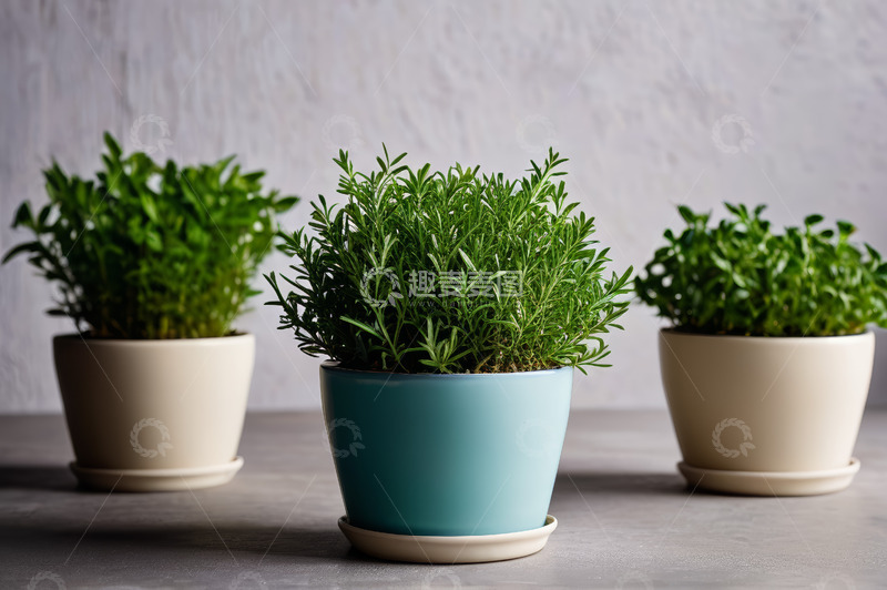 高清大图下载【趣麦麦图】三盆绿植盆栽特写