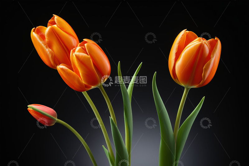 高清大图下载【趣麦麦图】橙色郁金香特写