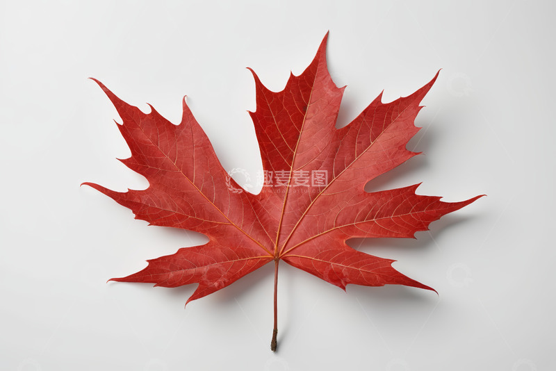 高清大图下载【趣麦麦图】红色枫叶特写