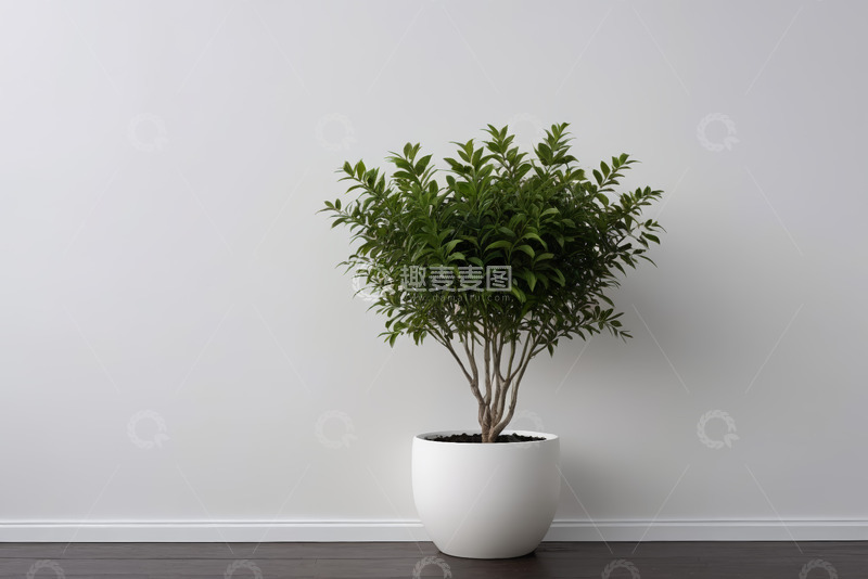 高清大图下载【趣麦麦图】室内盆栽绿植特写