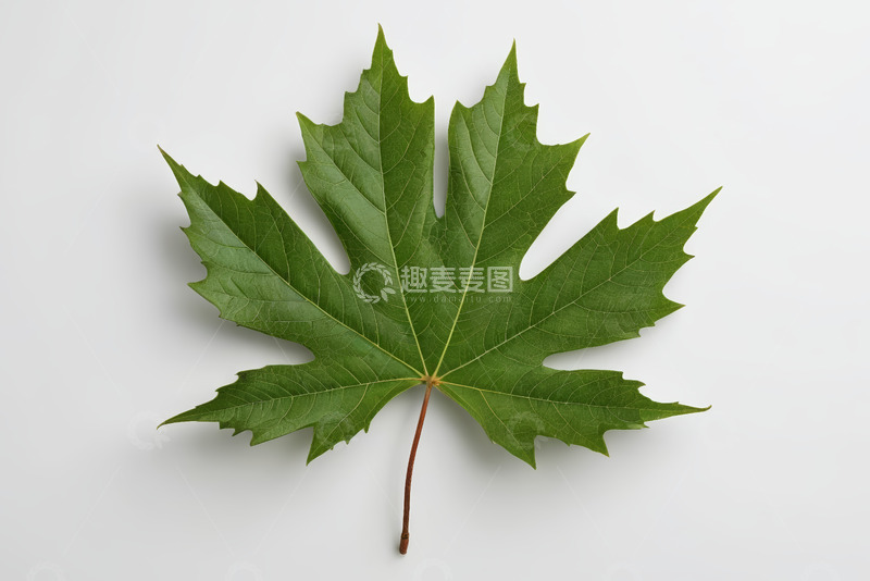 高清大图下载【趣麦麦图】绿色枫叶特写