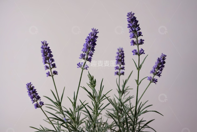 高清大图下载【趣麦麦图】紫色薰衣草特写