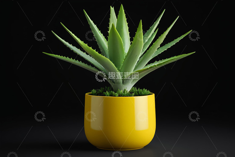 黄色花盆中的芦荟绿植