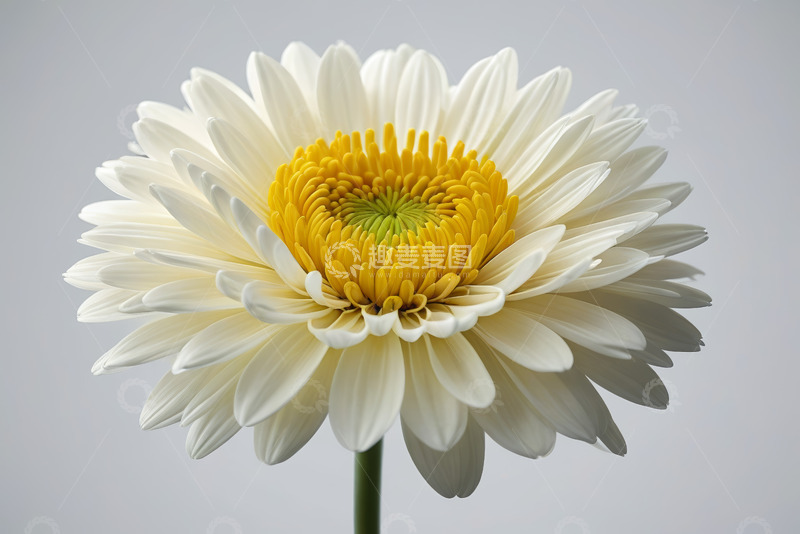 高清大图下载【趣麦麦图】白色菊花特写