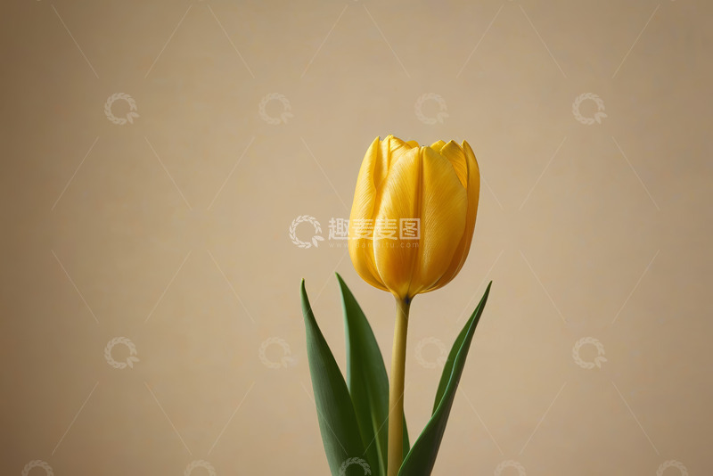 高清大图下载【趣麦麦图】黄色郁金香特写