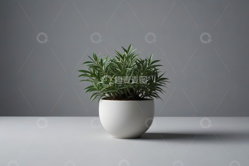 高清大图下载【趣麦麦图】白色花盆中的绿色盆栽植物