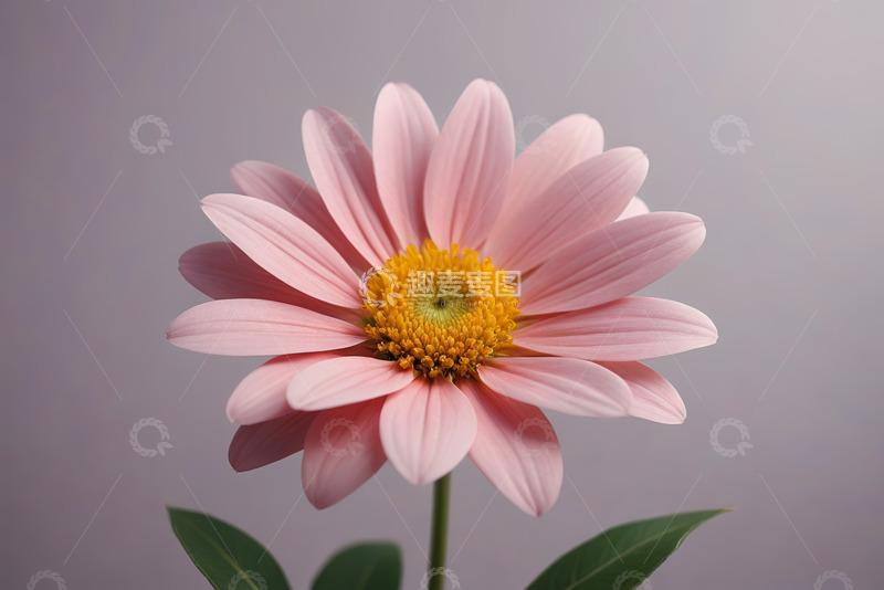 高清大图下载【趣麦麦图】粉色花朵特写