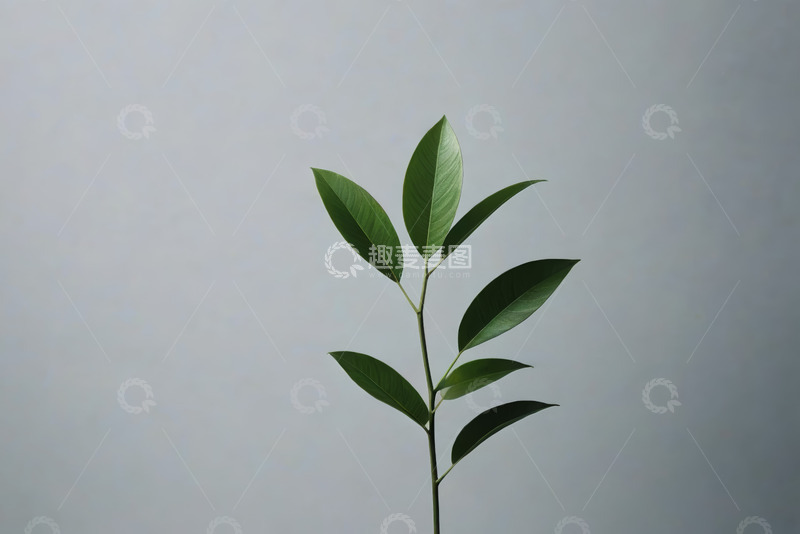 高清大图下载【趣麦麦图】绿叶植物特写素材