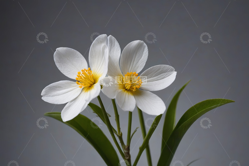 高清大图下载【趣麦麦图】白色花朵微距特写