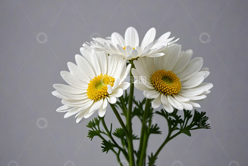 高清大图下载【趣麦麦图】三朵白色雏菊特写