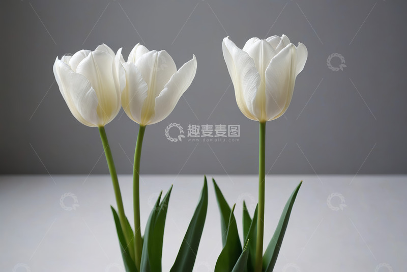 高清大图下载【趣麦麦图】-三朵白色郁金香特写