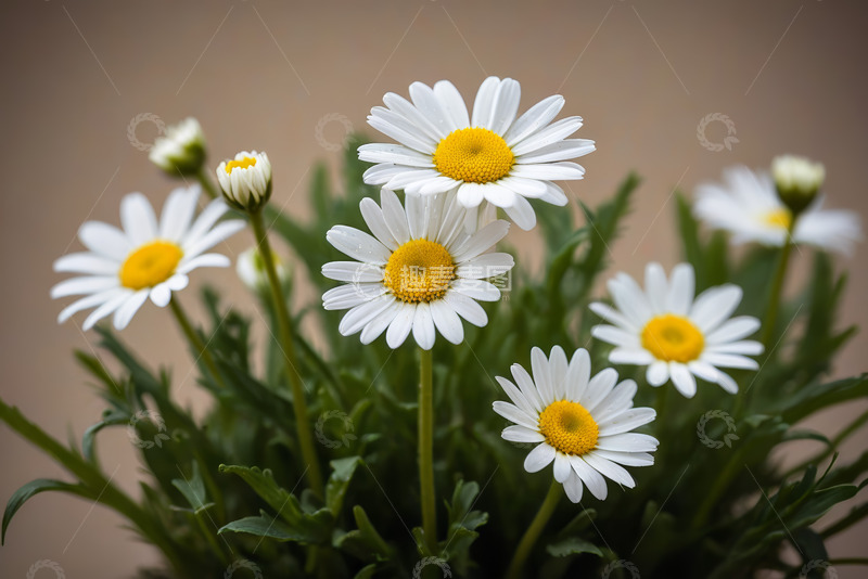 高清大图下载【趣麦麦图】白色雏菊特写