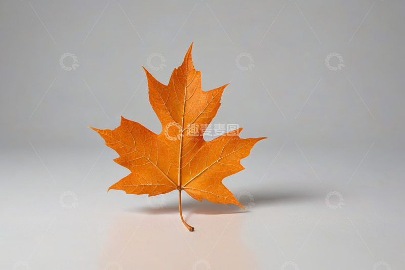 高清大图下载【趣麦麦图】橙色枫叶特写素材