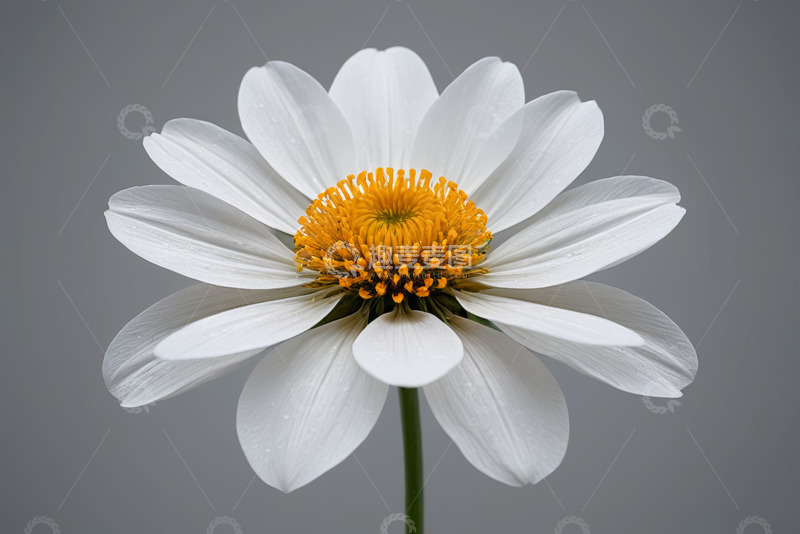 高清大图下载【趣麦麦图】白色花朵特写素材