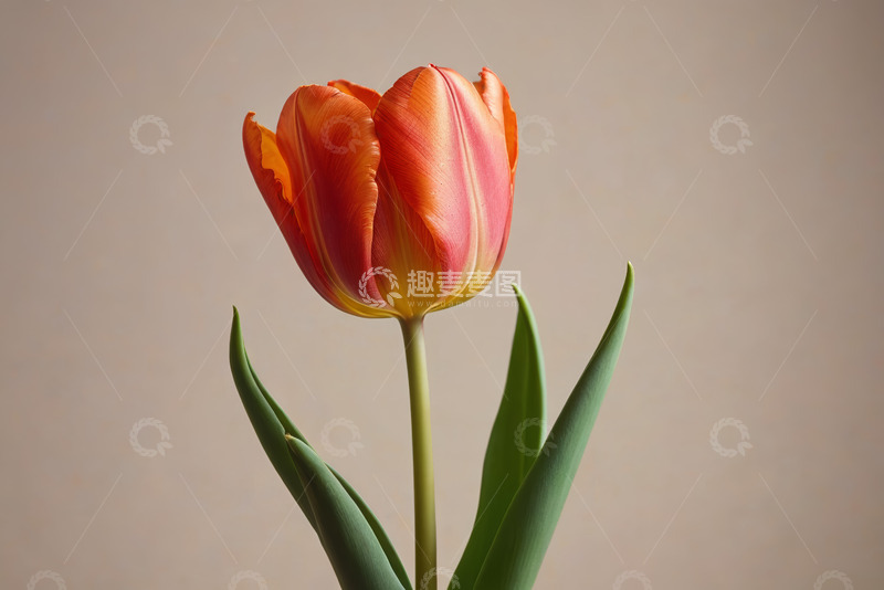 高清大图下载【趣麦麦图】橙红色郁金香特写