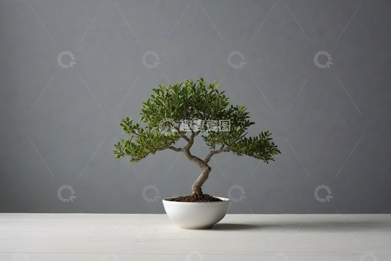 高清大图下载【趣麦麦图】白色花盆中的绿色盆景