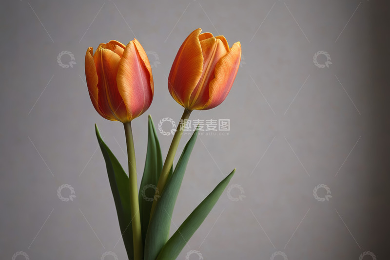 高清大图下载【趣麦麦图】两朵橙红色郁金香特写