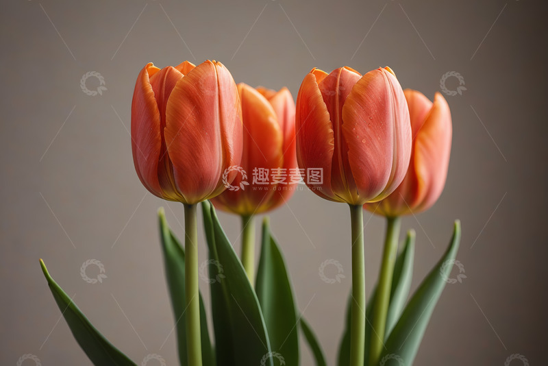 高清大图下载【趣麦麦图】橙红色郁金香花卉特写