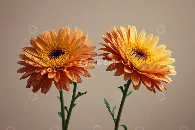 高清大图下载【趣麦麦图】两朵橙色菊花特写