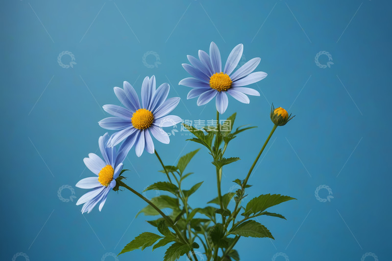 高清大图下载【趣麦麦图】蓝色背景下绽放的雏菊花