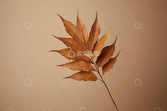 干枯树叶特写素材