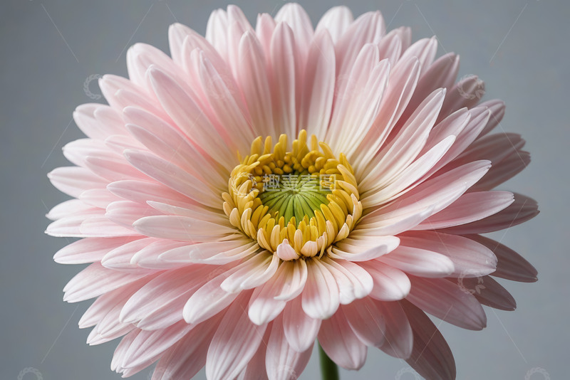 高清大图下载【趣麦麦图】粉色花朵特写