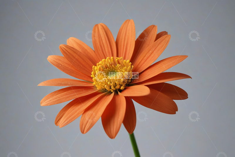 高清大图下载【趣麦麦图】橙色花朵特写