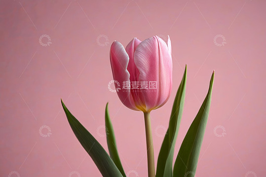 粉色背景前的单支郁金香