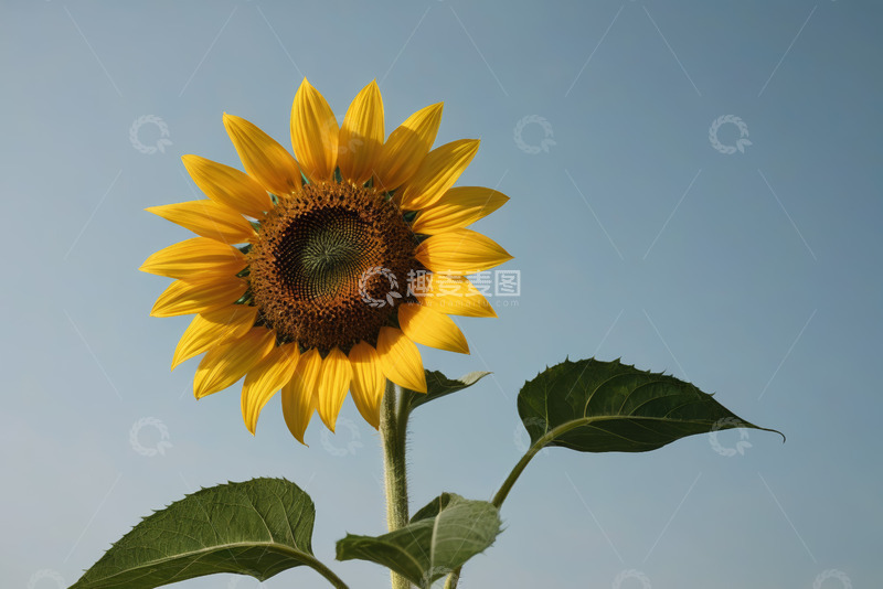 高清大图下载【趣麦麦图】阳光下绽放的向日葵