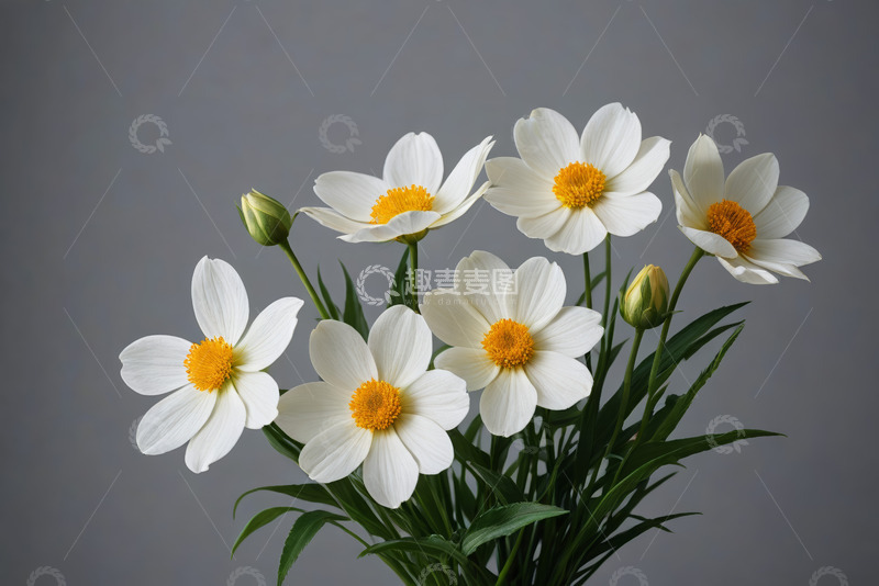 高清大图下载【趣麦麦图】白色花朵特写素材