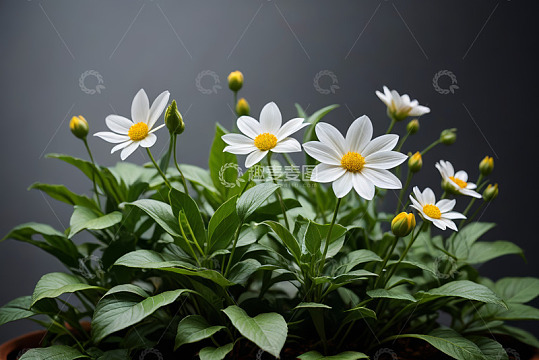 白色雏菊绿植特写