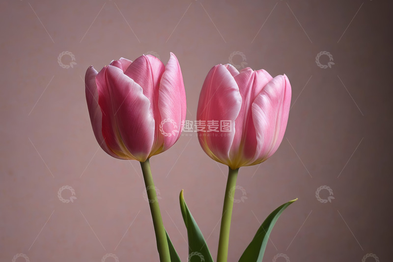 高清大图下载【趣麦麦图】两朵粉色郁金香特写