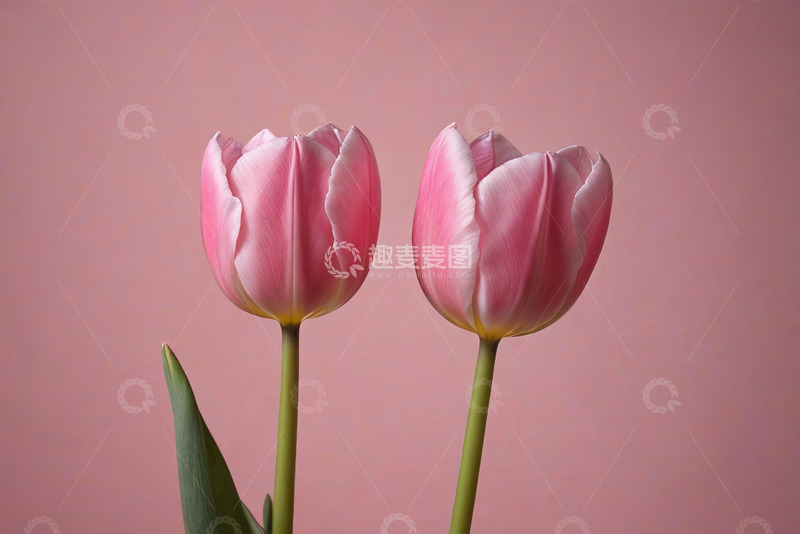 高清大图下载【趣麦麦图】两朵粉色郁金香特写